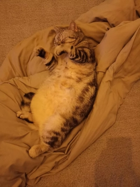 @luchikukrainiancat