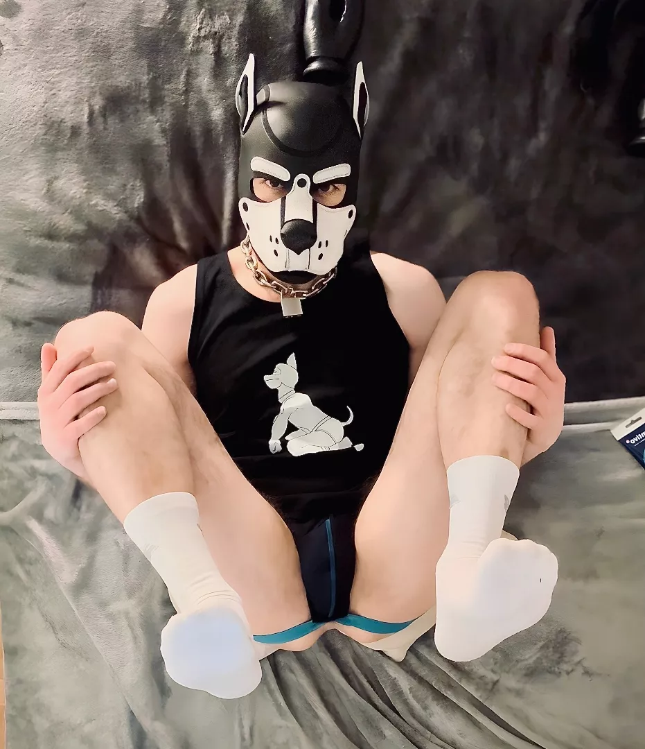 @pup_scott_ger