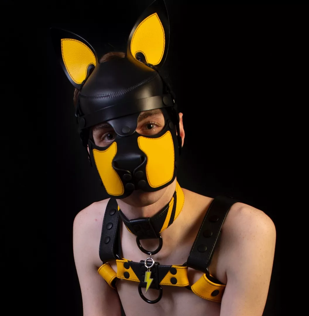 @pupvoltzy